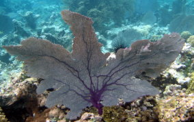  Common Sea Fan - Gorgonia ventalina 