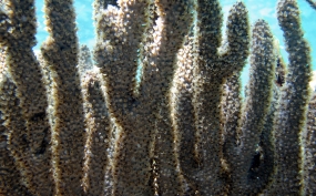 Shelf-Knob Sea Rods - Eunicea succinea