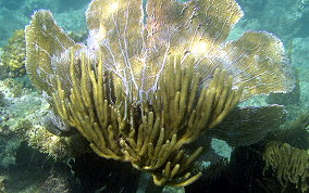 Spiny Sea Fan - Muricea muricata