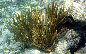 Spiny Sea Fan