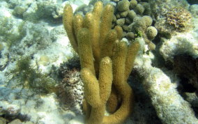 Split Pore Sea Rod - Plexaurella sp.