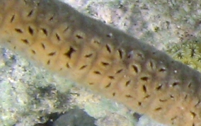 Split Pore Sea Rod - Plexaurella sp.