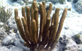 Split Pore Sea Rod - Plexaurella sp.