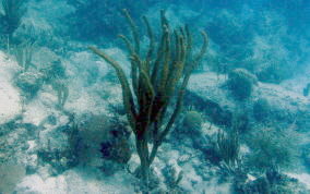 Giant Split-Pore Sea Rod