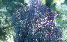 Venus Sea Fan - Gorgonia flabellum