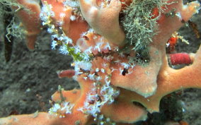 White Telesto - Snowflake Coral - Carijoa riisei