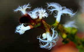 White Telesto - Snowflake Coral - Carijoa riisei