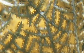 Wide Mesh Sea Fan - Gorgonia mariae 