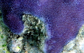 Blue Crust Coral - Porites branneri 