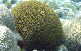 Boulder Brain Coral