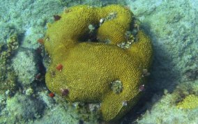 Boulder Brain Coral - Colpophyllia natans