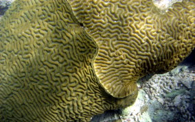 Boulder Brain Coral - Colpophyllia natans