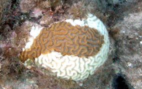 Boulder Brain Coral - Colpophyllia natans