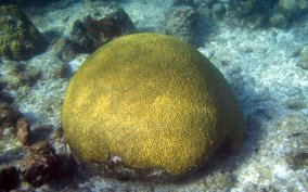 Boulder Brain Coral - Colpophyllia natans