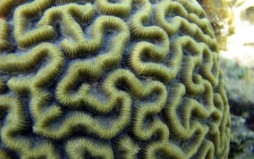 Boulder Brain Coral - Colpophyllia natans