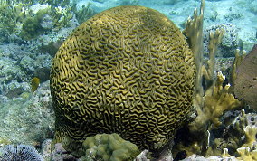 Boulder Brain Coral - Colpophyllia natans