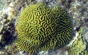 Boulder Brain Coral - Colpophyllia natans