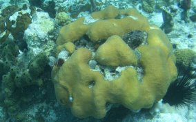 Boulder Star Coral - Montastraea annularis