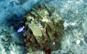 Boulder Star Coral - Montastraea annularis