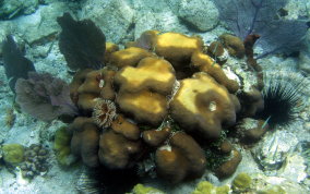 Boulder Star Coral - Montastraea annularis