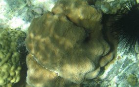 Boulder Star Coral - Montastraea annularis