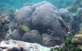 Boulder Star Coral - Montastraea annularis