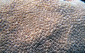 Boulder Star Coral