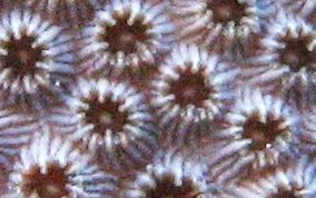 Boulder Star Coral - Montastraea annularis