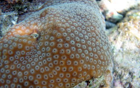 Boulder Star Coral - Montastraea annularis