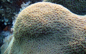 Boulder Star Coral - Montastraea annularis