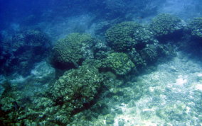 Boulder Star Coral - Montastraea annularis