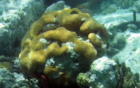 Boulder Star Coral - Montastraea annularis