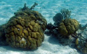 Boulder Star Coral - Montastraea annularis