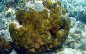 Boulder Star Coral - Montastraea annularis