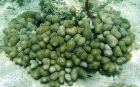 Finger Coral -  Porites porites