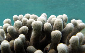 Finger Coral