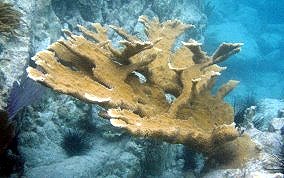 Elkhorn Coral - Acropora palmata 