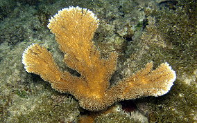 Elkhorn Coral - Acropora palmata 