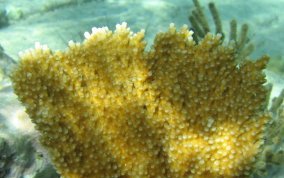 Elkhorn Coral - Acropora palmata 