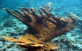 Elkhorn Coral