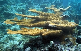 Elkhorn Coral - Acropora palmata 