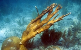 Elkhorn Coral - Acropora palmata 