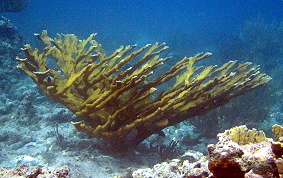 Elkhorn Coral - Acropora palmata 