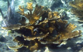 Elkhorn Coral - Acropora palmata 