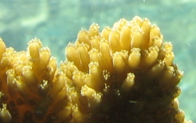 Elkhorn Coral - Acropora palmata 