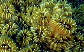 Elliptical Star Coral - Dichocoenia stokesii