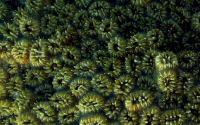 Elliptical Star Coral