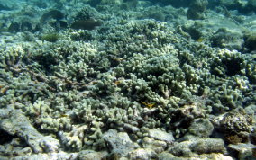 Finger Coral -  Porites porites