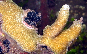 Thin Finger Coral -  Porites divaricata