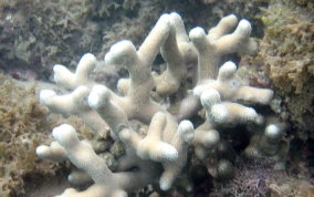 Thin Finger Coral -  Porites divaricata